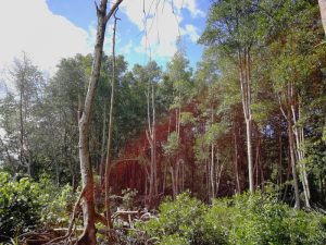 hutan paya bakau